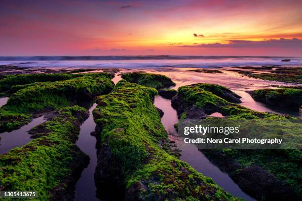 colorful sunset with mossy rock - landscape purple stock-fotos und bilder