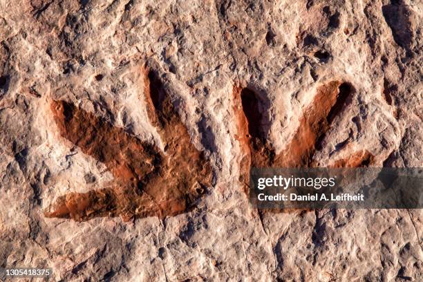 fossil dinosaur tracks in arizona - dinosauri foto e immagini stock