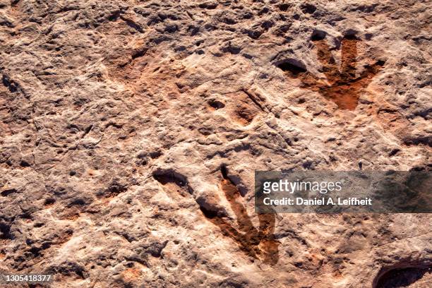 fossil dinosaur tracks in arizona - dinosaur tracks stock pictures, royalty-free photos & images
