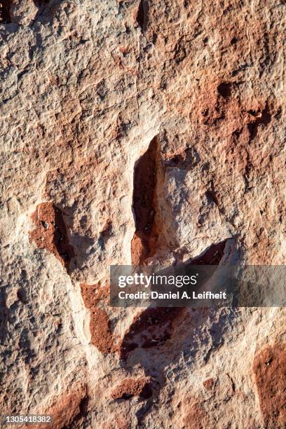 fossil dinosaur track in arizona - fossil site stockfoto's en -beelden