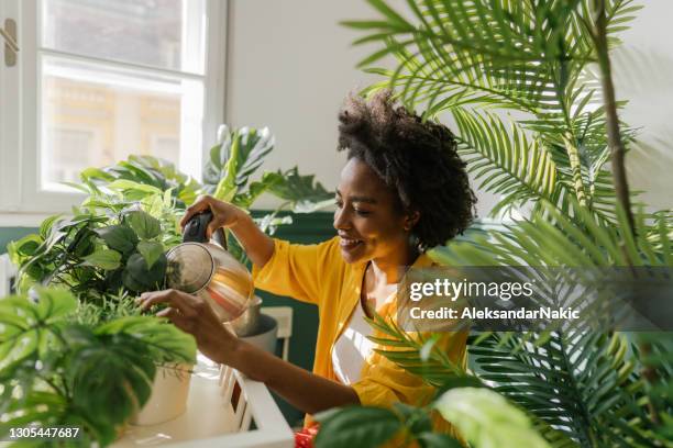 私の植物の世話をする - 植物 ストックフォトと画像