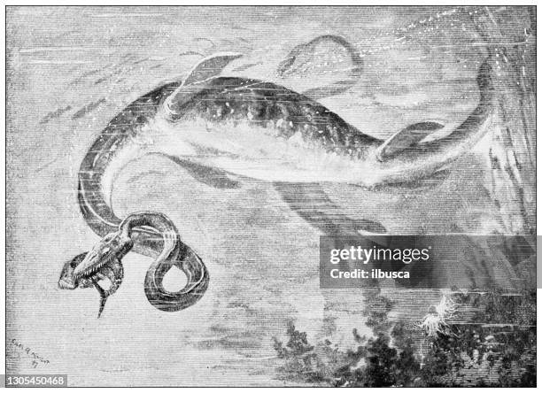 antique illustration: dinosaurs, elasmosaurus - plesiosaur stock illustrations