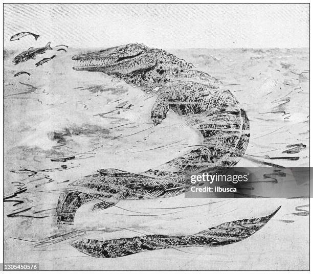 86点のモササウルスイラスト素材 Getty Images 86点のモササウルスイラスト素材 Getty Images