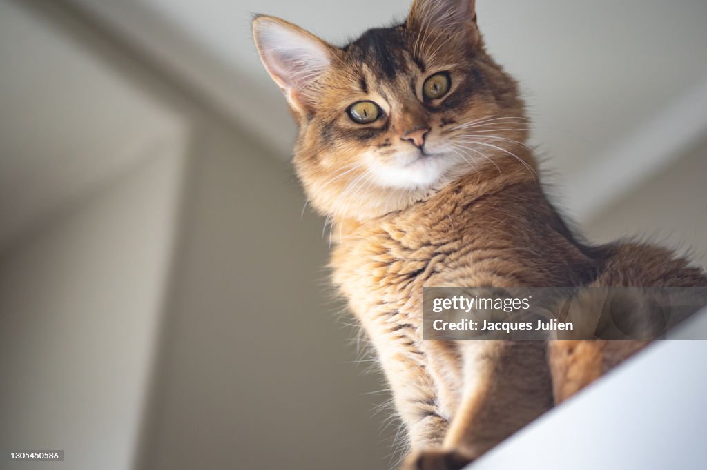 Cute purebred kitten portrait