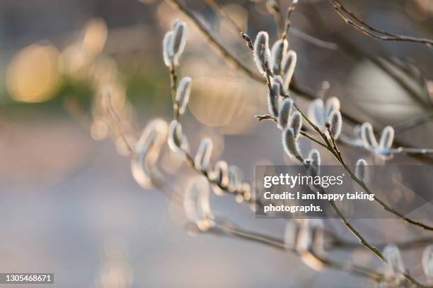 pussy willows in sanpoji pond - pussy willow stock pictures, royalty-free photos & images