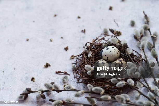 easter background - pussy willow stock pictures, royalty-free photos & images