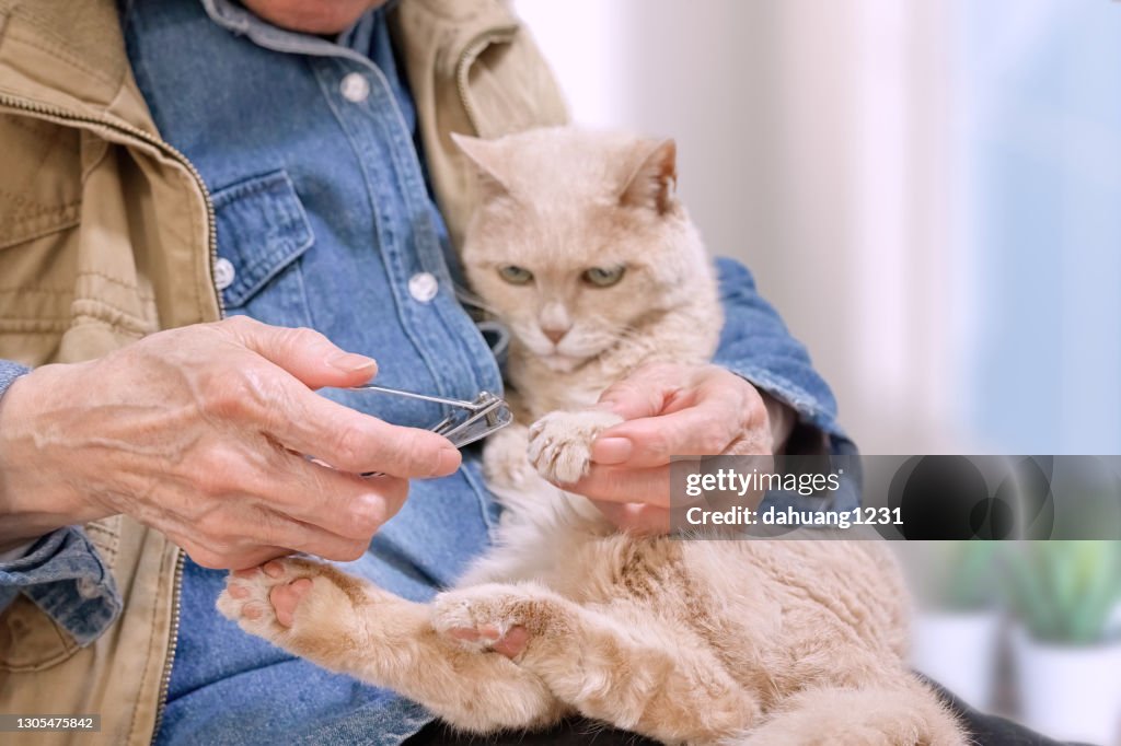 Clean the nails of an elderly cat