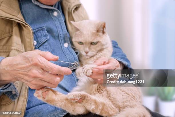 rengör naglarna på en äldre katt - nagelklippare bildbanksfoton och bilder