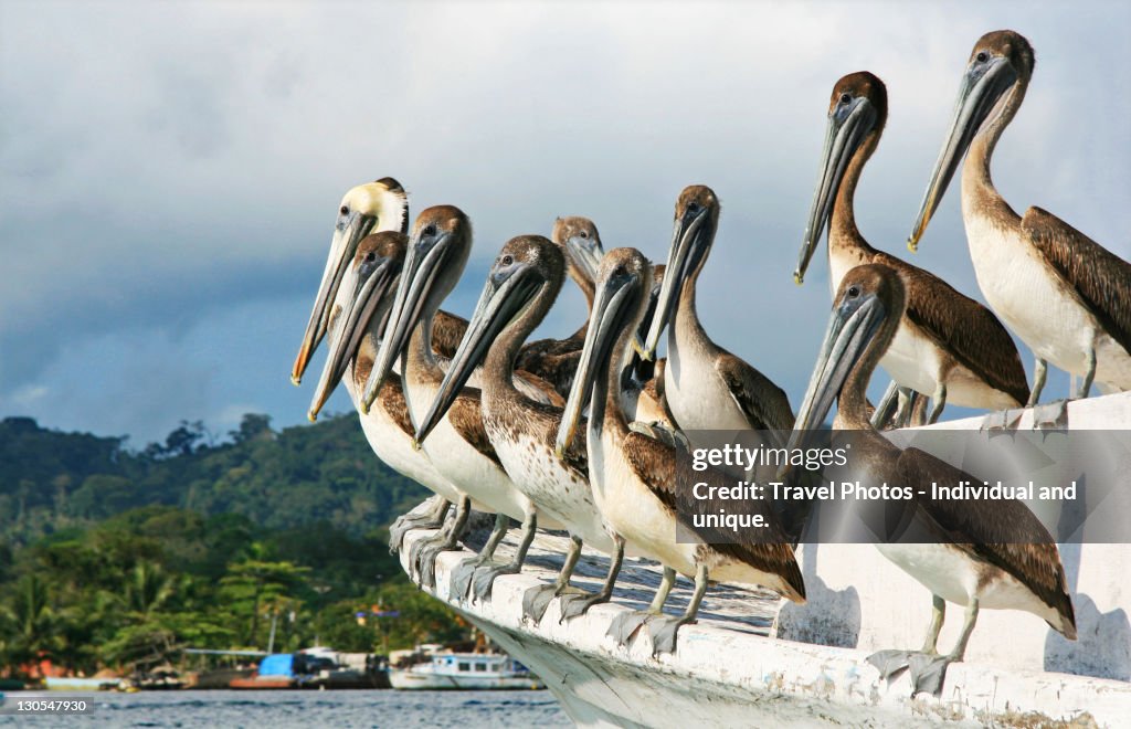 Pelican sitting on boat in Izabal, Guatemala