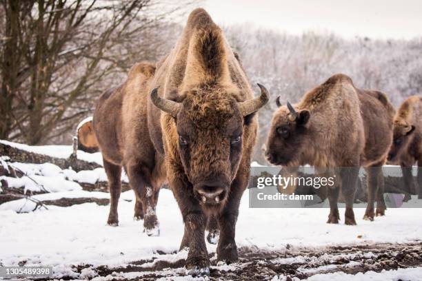 bisons in forest during winter time with snow. wilde life - bison stock pictures, royalty-free photos & images