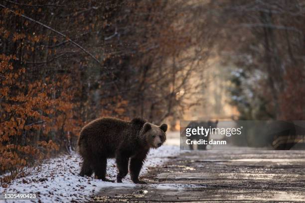 brown bear on the road in the forest between winter and autumn season - romania bear stock pictures, royalty-free photos & images