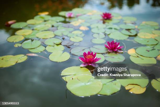 water lilies in the park of crimea-stock photo - water lily 個照片及圖片檔