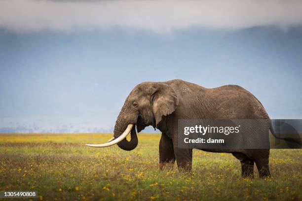 elephant eating grass during safari in national park of ngorongoro, tanzania. beautiful yellow flowers around him. wild nature of africa. - african elephant foto e immagini stock