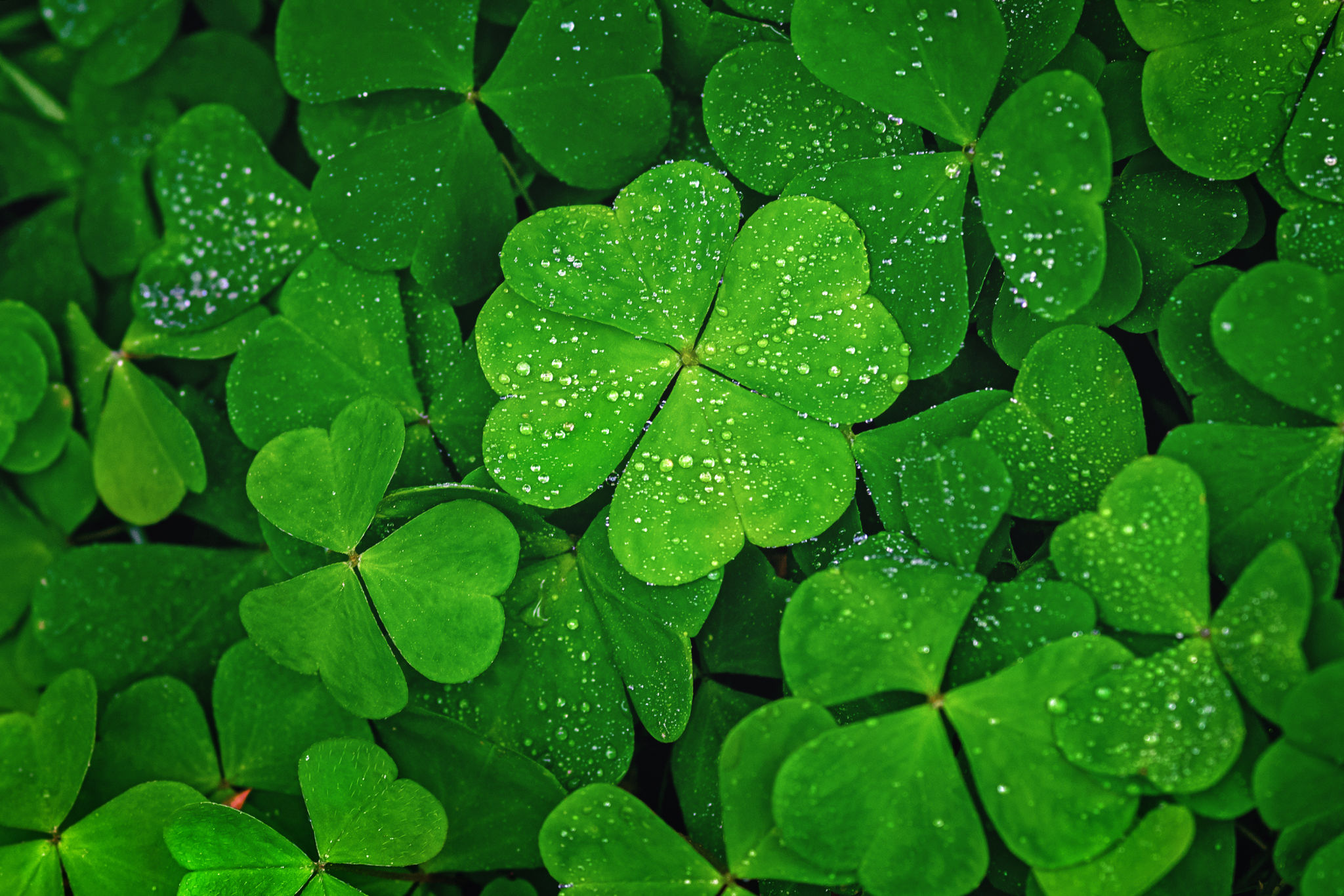 Four-leaf clover stands out against green leaves Four-leaf clover stands out against green leaves