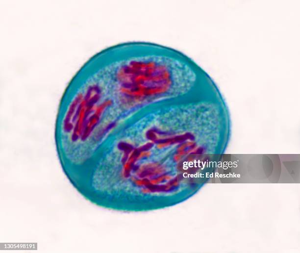 meliosis 2 (2nd meiotic division) anaphase 2, lily (lilium) anther, 400x - anaphase stock pictures, royalty-free photos & images