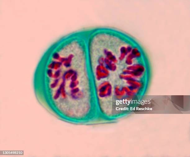 meiosis 2 (2nd meiotic division) prophase 2, lilium (lily) anther, 400x - mitosis stock pictures, royalty-free photos & images