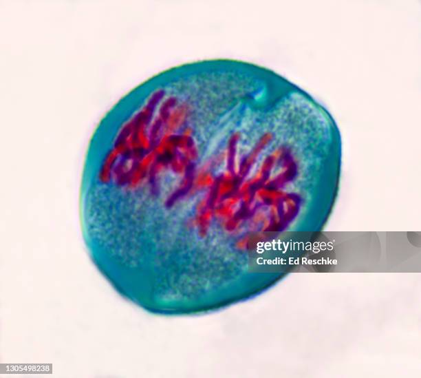 meiosis 2 (2nd division) metaphase 2, lily (lilium) - mitosis stock pictures, royalty-free photos & images