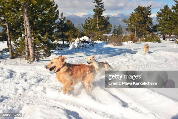 three golden retriever dogs running in snow - drie dieren stockfoto's en -beelden