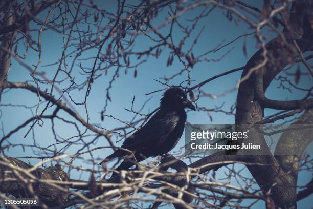 creepy raven in a tree - vintage horror style - evergreen cemetery stock pictures, royalty-free photos & images