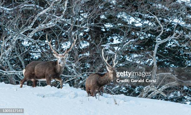 1 045点のニホンジカのストックフォト Getty Images 1 045点のニホンジカのストックフォト Getty Images