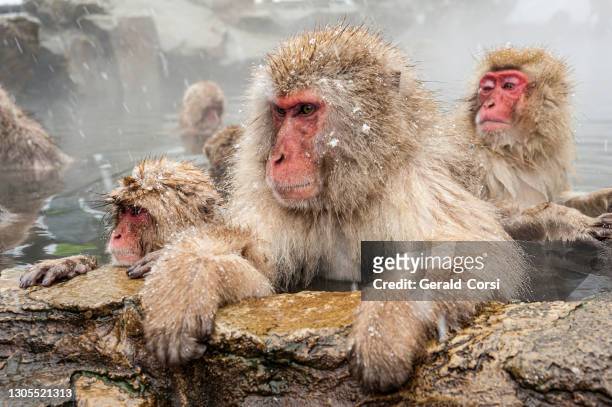il macaco giapponese macaca fuscata, noto anche come scimmia delle nevi, è una specie di scimmia terrestre del vecchio mondo originaria del giappone. vivere in zone montuose di honshū, giappone.  in inverno con neve e freddo. parco delle scimmie jigokuda - macaque foto e immagini stock
