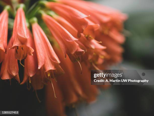 close-up of a natal lily flowers. - south africa foto e immagini stock