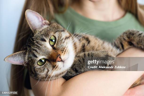 a woman or girl holds a cat in her arms and hugs it. the concept of loving and caring for pets, adopting them. - hand streichelt stock-fotos und bilder