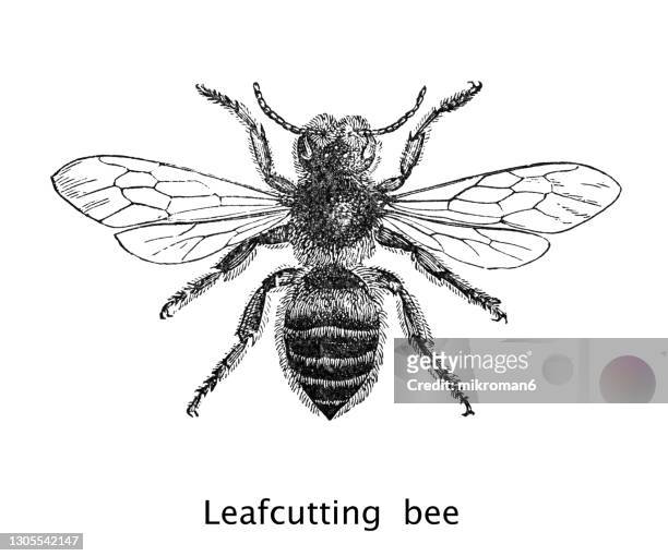 old engraved illustration of the patchwork leafcutter bee, leafcutting bee (megachile centuncularis) - queen bee stock pictures, royalty-free photos & images