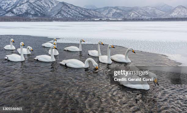 der whooper swan, cygnus cygnus, ist ein großer schwan der nördlichen hemisphäre. es ist das pendant zur alten welt des nordamerikanischen trompeters swan. kussharo-see, insel hokkaido, japan. akan-nationalpark. winter. eis auf dem see mit freifläche d - whooper swan stock-fotos und bilder