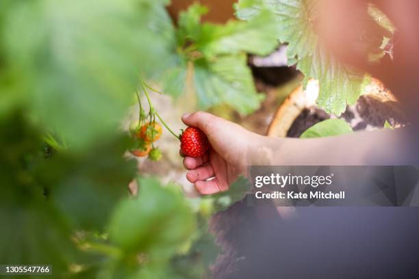 close up of child picking a strawberry - strawberries stock pictures, royalty-free photos & images