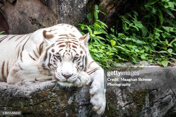 stunning white tiger lounging in the middle of the day - tiger print stock pictures, royalty-free photos & images