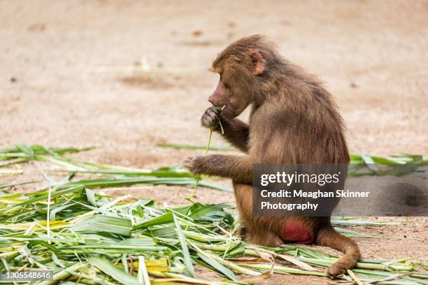 monkey's lounging about and hanging from trees - mensaap stockfoto's en -beelden