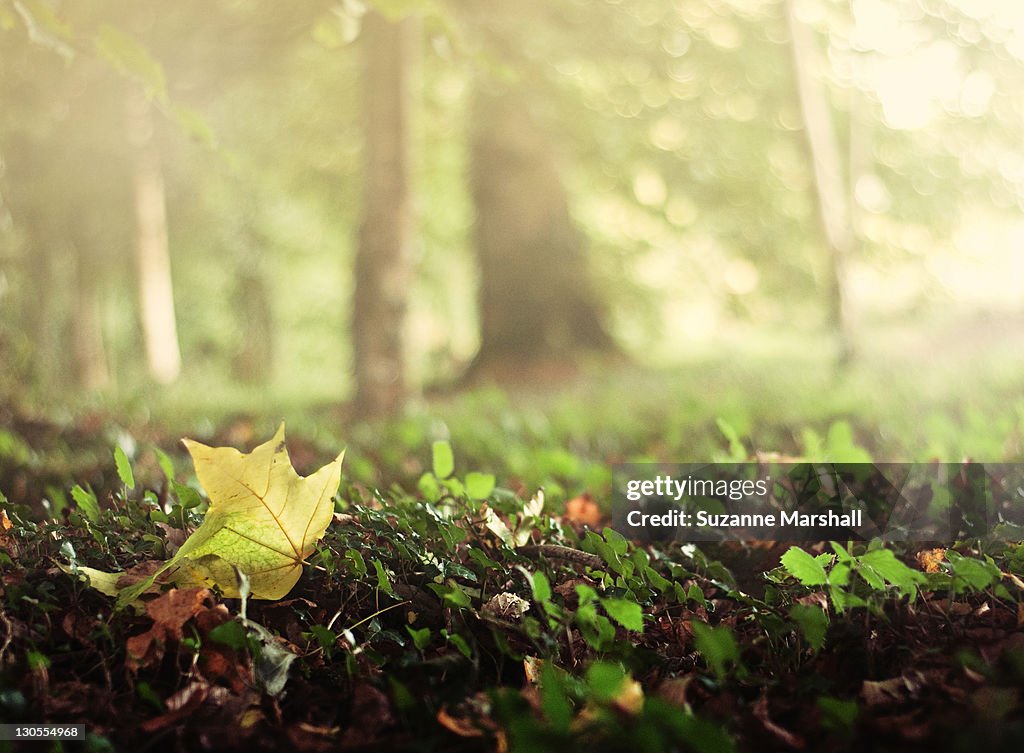 Fallen leaf in  wood on sunny Autumn day