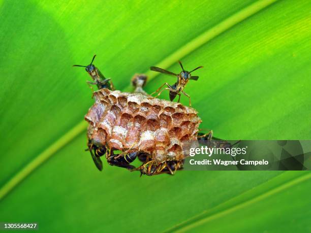 wasps building nest under a leaf - colônia grupo de animais - fotografias e filmes do acervo