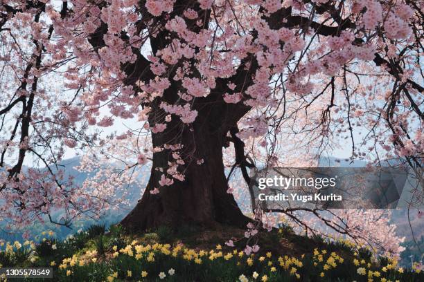 big cherry tree in bloom - hanami stock-fotos und bilder