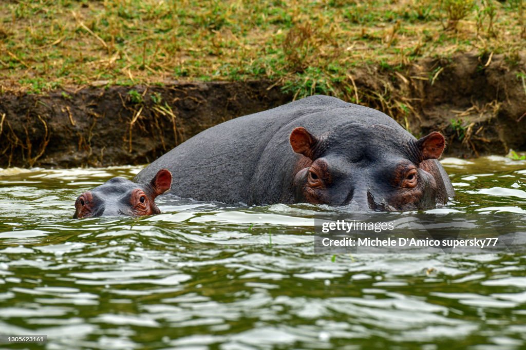 Hippopotamuses (Hippopotamus amphibius) in the water