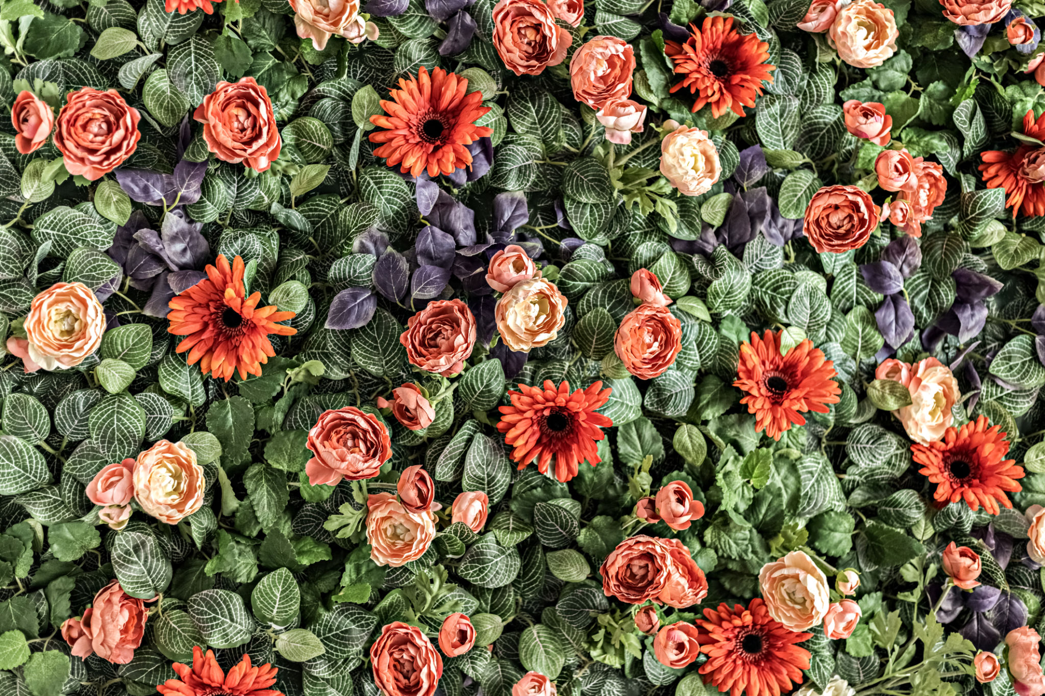 Background of spring artificial red and pink chrysanthemums and peony roses in the garden. Spring. Blooming wall Background of spring artificial red and pink chrysanthemums and peony roses in the garden. Spring. Blooming wall