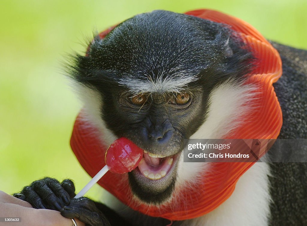 Monkey in New York