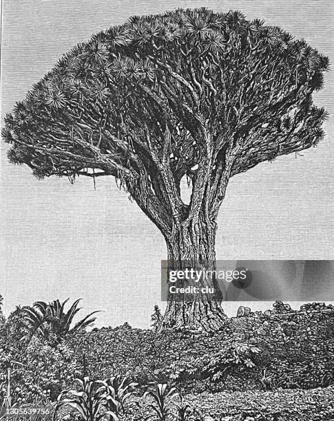 Dragon Tree High-Res Vector Graphic