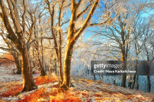 magical frozen woodland - autumn frost stock pictures, royalty-free photos & images