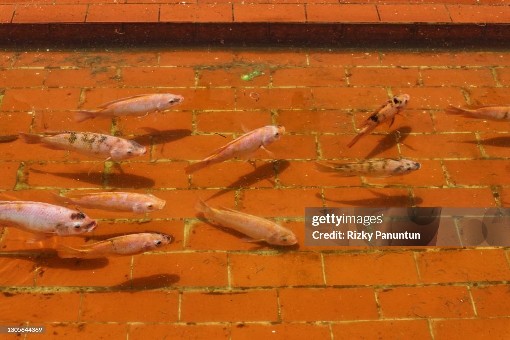 High Angle View Of Koi Carp Fish In Pond