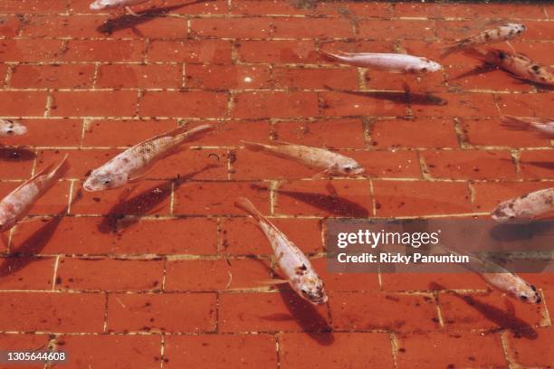 high angle view of koi carp fish in pond - portrait chantier stock-fotos und bilder