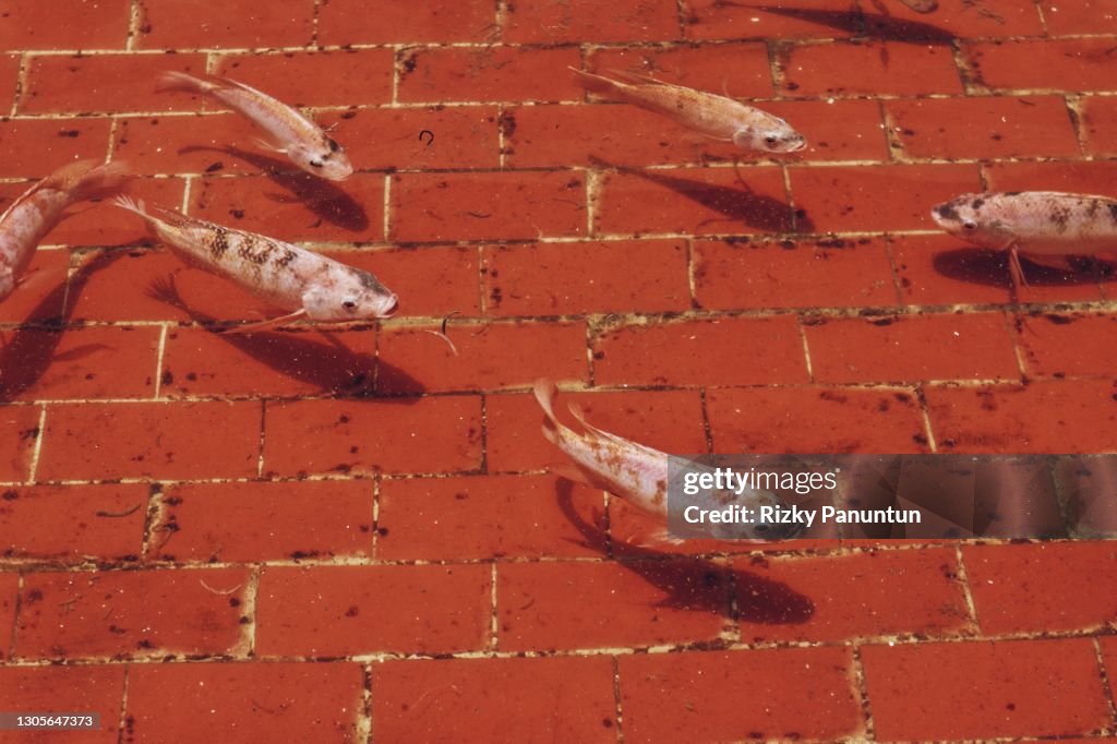 High Angle View Of Koi Carp Fish In Pond