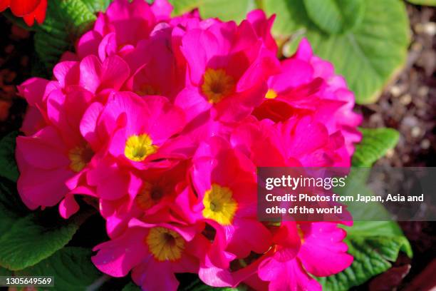 primula julian / primrose flowers - primula fotografías e imágenes de stock