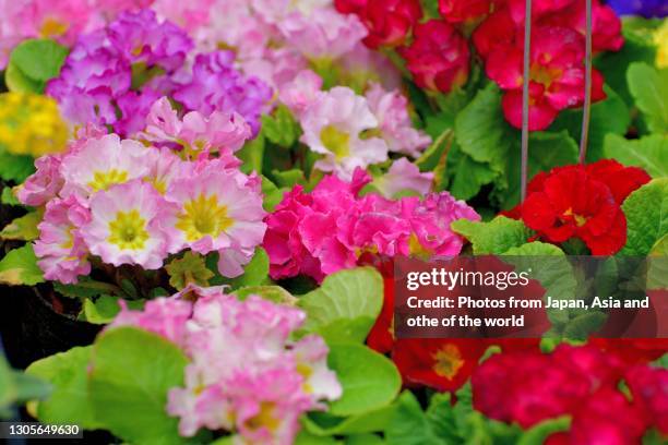 primula julian / primrose flowers - primrose stock pictures, royalty-free photos & images