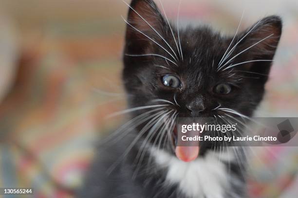 seven week old kitten with tongue sticking out - cat sticking out tongue stock pictures, royalty-free photos & images