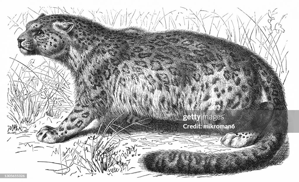 Old engraved illustration of Ounce, The snow leopard (Felis irbis, Panthera uncia) - Carnivorous Animal.