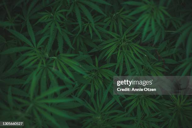 ditch weed - marijuana stock pictures, royalty-free photos & images