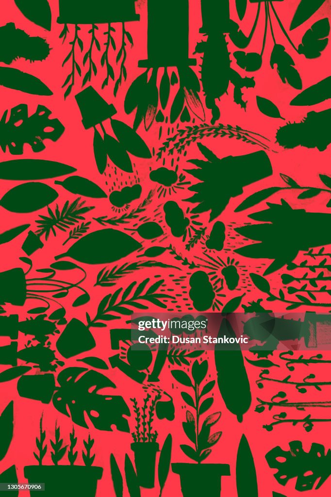 Collection of different garden plants in pots.