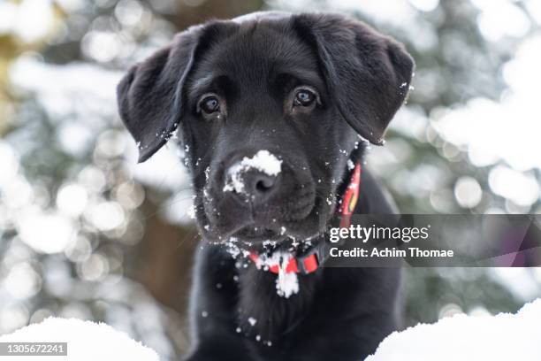 labrador retreiver - munich winter stock pictures, royalty-free photos & images